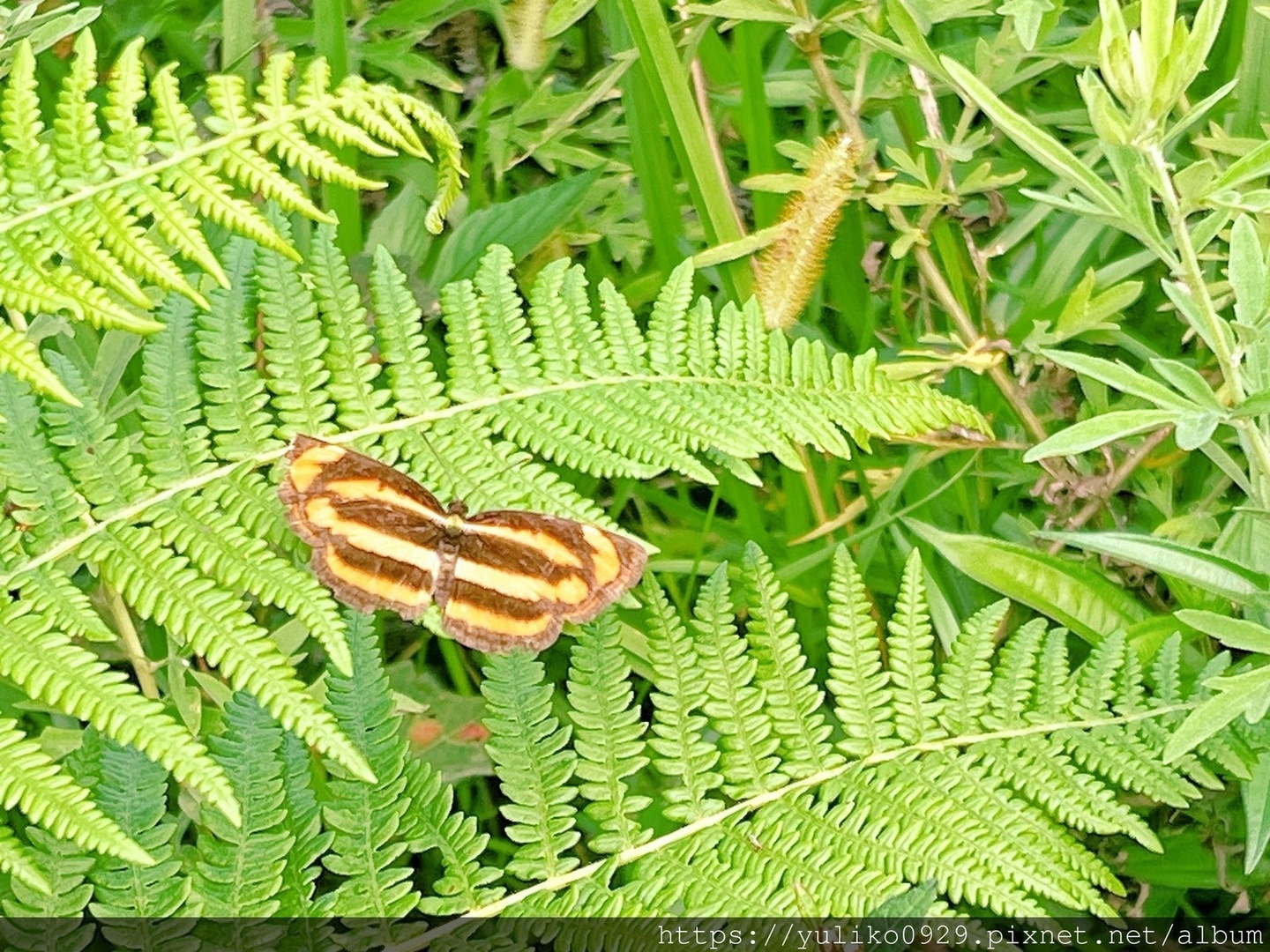 【南亞-尼泊爾旅遊(九)】班迪普爾(Bandipur) @YULIKO x 琇的異世界*。゚ 【南亞-尼泊爾旅遊(九)】班迪普爾(Bandipur) @YULIKO x 琇的異世界*。゚