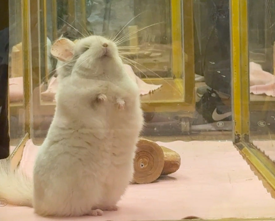 【台北主題餐廳推薦】快衝!心臟爆擊系&hearts;悠悠龍貓咖啡(近南港展覽館站) @YULIKO x 琇的異世界*｡ﾟ